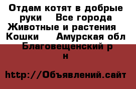 Отдам котят в добрые руки. - Все города Животные и растения » Кошки   . Амурская обл.,Благовещенский р-н